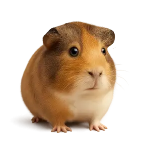 Digər heyvanlar